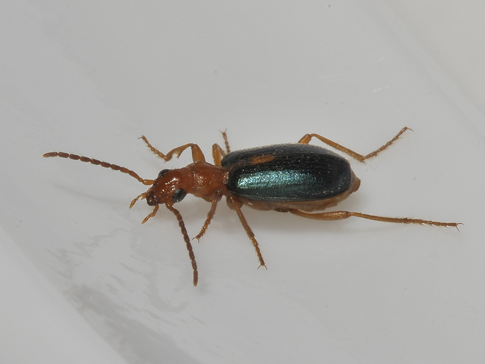 Brachinus sclopeta